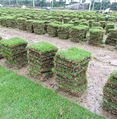 草坪的种植养护技术