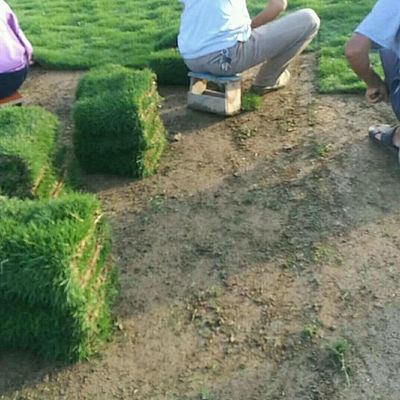 马尼拉草坪 江西赣州足球场用的真草坪出售价格 草坪种植方法